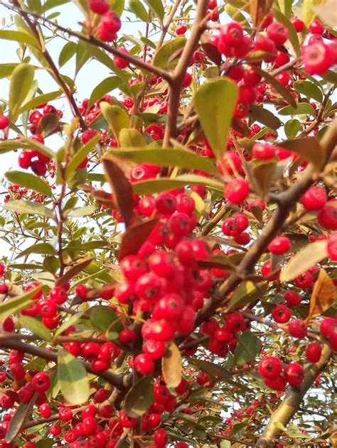 山根紅紅的